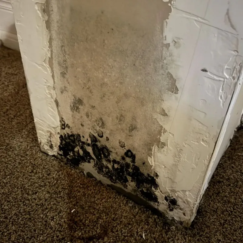 Professional Mold Removal in Newfane, VT